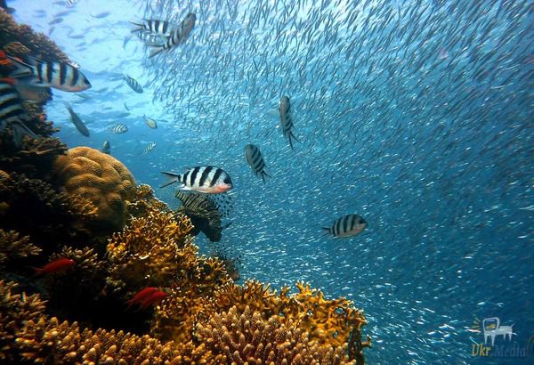 На Гаваях хочуть заборонити сонцезахисні креми. Не повірите від чого руйнуються коралові рифи.