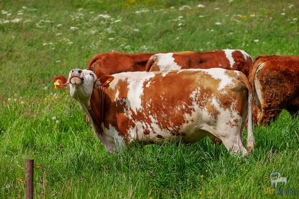 Польза молозива от коровы для человека