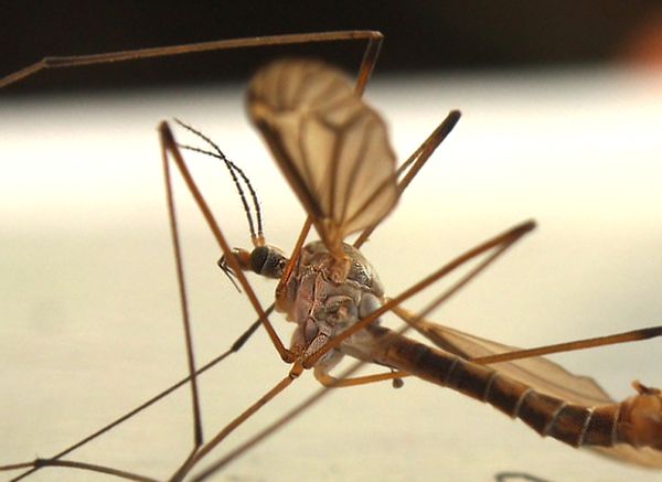 Вчені виявили несподівану реакцію імунітету людини на комарині укуси. В організмі людини при укусах виникають складні реакції.