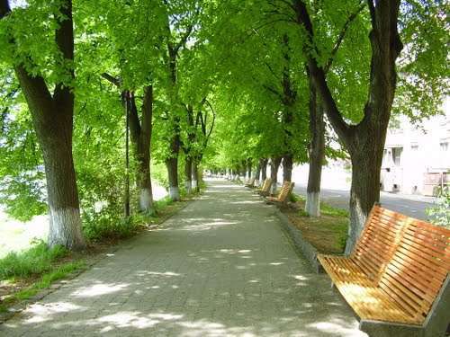 В Ужгороді зачарувала своєю красою найдовша липова алея в Європі. В цьому році це відбулося раніше.