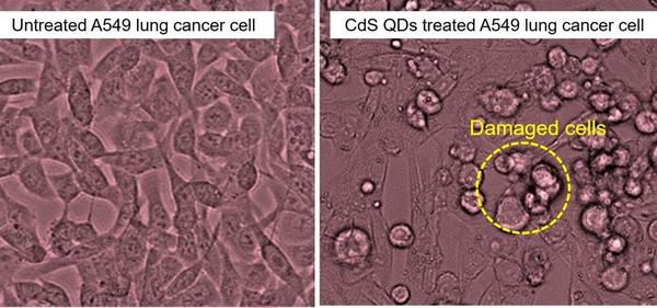 Наночастинки, отримані з чайних листків, вбивають ракові клітини. Квантові точки стали багатообіцяючим винаходом, який допоможе дуже скоро винайти ліки від раку.