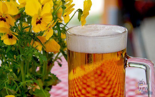 Від якої хвороби пиво захищає жінок. При вживанні пива ризик захворювання знижується на 31%.