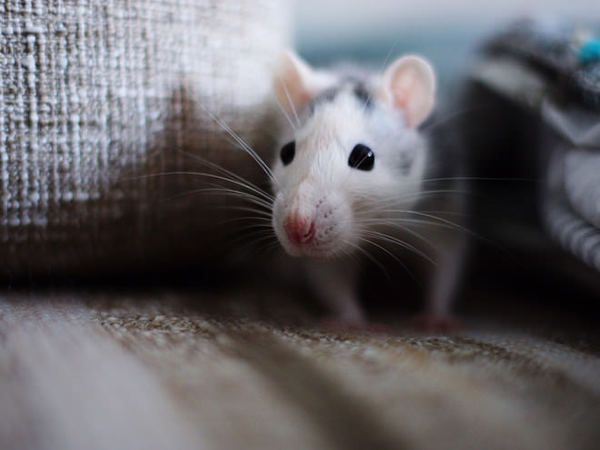 9 способів недопустити мишей до вашого дому. Лише 9 речей і ви забудете про мишей.