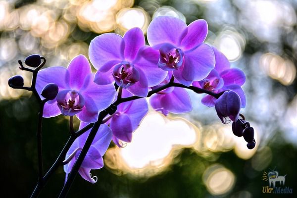 10 правил, щоб орхідея цвіла знову і знову. І кожен раз - все крутіше і крутіше!. Їй потрібен правильний догляд - і все.
