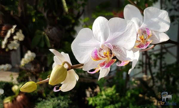 10 правил, щоб орхідея цвіла знову і знову. І кожен раз - все крутіше і крутіше!. Їй потрібен правильний догляд - і все.