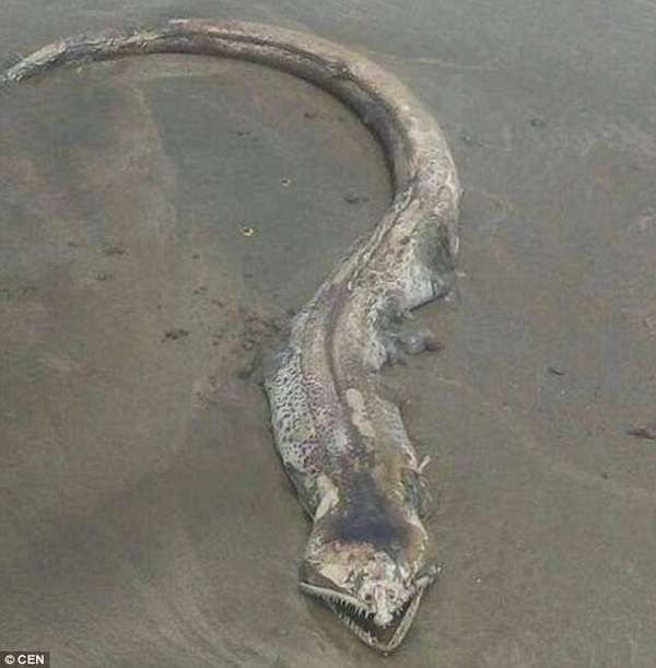 Морський змій або мертвий вугор? Це страховисько знайшли на мексиканському пляжі!. Туристи одразу втекли!