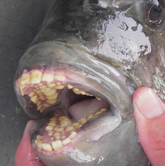 У цієї риби - "людські" зуби, і вона порвала весь інтернет!. Дивіться самі!