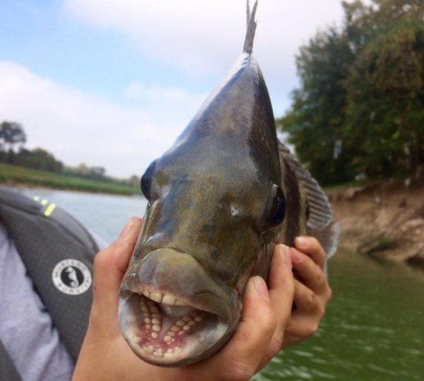 У цієї риби - "людські" зуби, і вона порвала весь інтернет!. Дивіться самі!