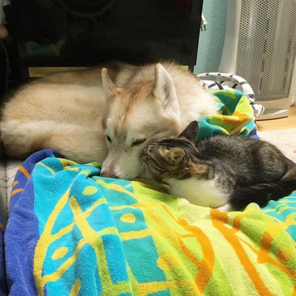 Кішка, яку врятували і виховали хаскі, думає тепер, що вона велика і відважна собака!. В американському місті Сан-Хосе три сибірські хаски удочерили кошеня.