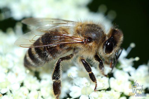 На Волині після обприскування полів загинули 400 бджолиних сімей. Ймовірно бджоли були отруєні ріпаком.