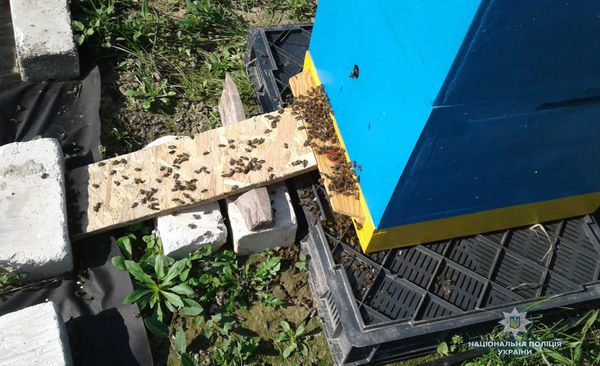 На Волині після обприскування полів загинули 400 бджолиних сімей. Ймовірно бджоли були отруєні ріпаком.