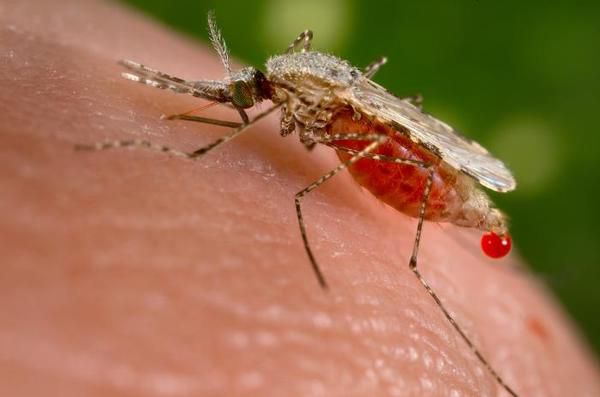 Уникніть комариних укусів цього літа. 9 звичайних рослин, що ефективно позбавлять вас від комарів.