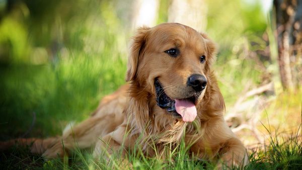 Дієві методи захисту собаки від кліщів. Швидкі і доступні методи профілактики захисту від кліщів та блох для вашої собаки.