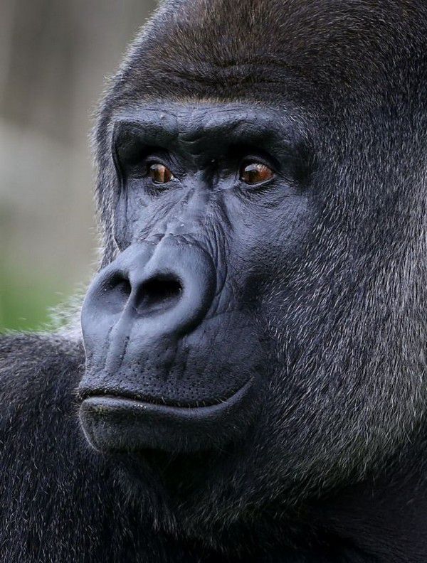 Туристи з усього світу приїжджають подивитися на самця горили. Варто йому повернутися, і ти все зрозумієш!. Ось тобі і еволюція!