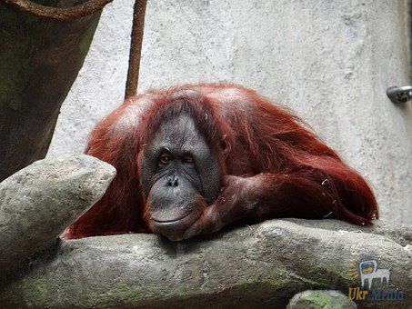 Цей орангутанг вважає себе батьком 5 тигренят. Божевільна сімейка!. Орангутанг в зоопарку в Південній Кароліні став батьком.