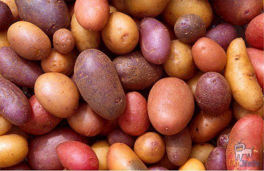 Національний День картоплі в Перу. До картоплі в Перу особливе ставлення.
