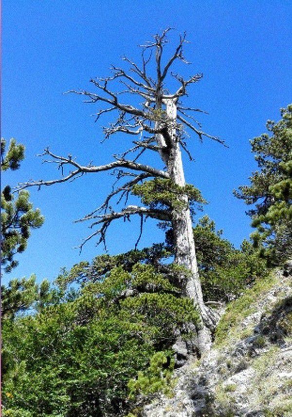 Знайдено найстаріше дерево Європи. Йому 1230 років.