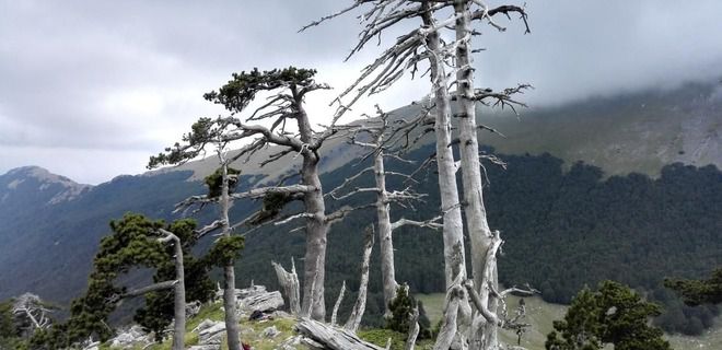 Вчені знайшли найстаріше дерево в Європі. За приблизними оцінками дереву близько 1230 років і воно досі продовжує рости.