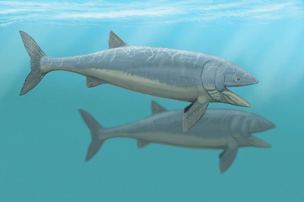 Вчені з'ясували швидкість плавання древніх риб. Стародавні риби були великими і плавали досить спритно.