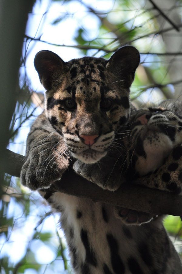 Солодкий сон маленького димчастого леопарда. Зворушливе кошеня!. Флоридський зоопарк опублікував на своєму сайті інформацію про народження двох димчастих леопардів.