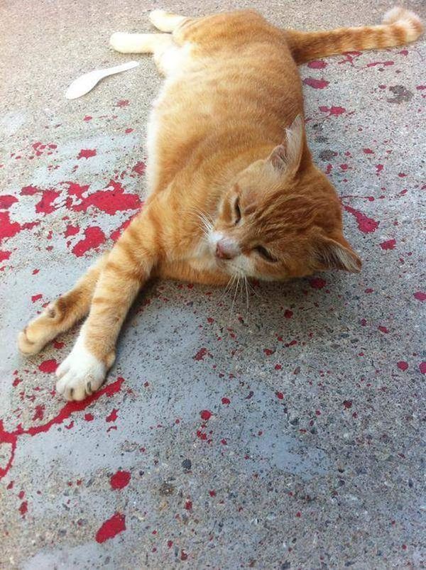Побачивши кота в крові, він кинувся до нього на допомогу. Але коли він підбіг ближче... Широко відкрив очі!
