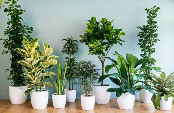 10 кімнатних рослин, які принесуть любов і сімейне щастя у ваш дім. Для більшості людей кімнатні рослини – звичайний декор.