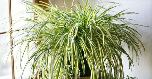 10 кімнатних рослин, які принесуть любов і сімейне щастя у ваш дім. Для більшості людей кімнатні рослини – звичайний декор.
