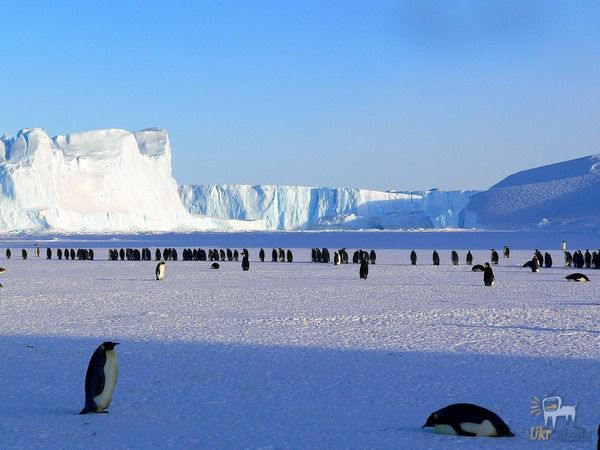 Вчені з NASA не розуміють, що відбувається з Антарктидою. Крижаний щит Антарктиди приховує під собою безліч таємниць.