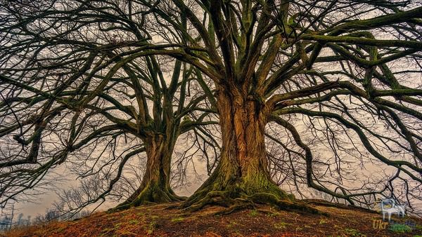 Секрети дерев відкриють кора і стовбур. Кора у дерев як відбитки пальців у людей. Це унікальний відбиток, з якого можна прочитати, скільки дереву років, чи є у нього хвороби. Кора - цінне джерело інформації про стан дерева.