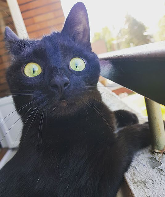Подивіться на морду цієї кішки, яку в перший раз пустили на балкон!.  Нещодавно дівчина Ессі поділилася деякими фотографіями своєї кішки, яку вперше вона пустила на балкон!