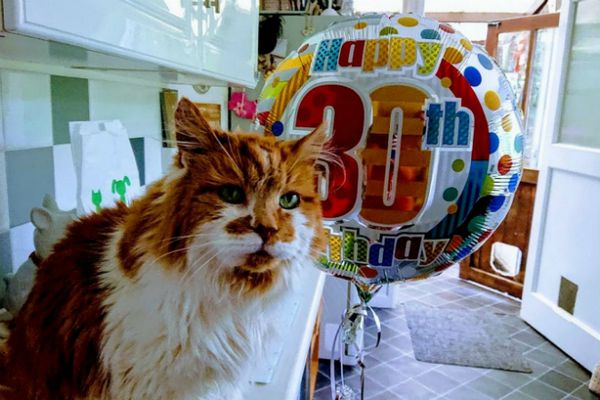 Найстаріший кіт у світі відсвяткував 30 день народження. Пухнастий мей-кун на прізвисько Rubble відзначив свій 30-й день народження походом у ветеринарну клініку.