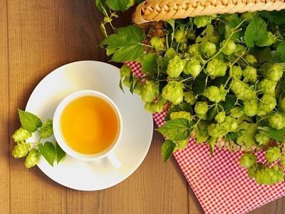 Забутий корисний чай з хмелем. Чай з хмелем був з давніх часів відомий нашій людині.
