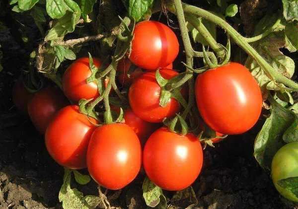 Фахівці розповіли, кому не можна їсти помідори!. Помідор - це одна з найулюбленіших весняних і літніх ягід.