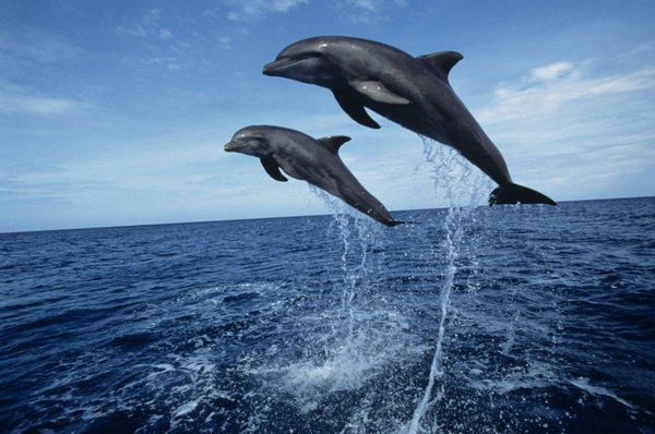 У шлунку дельфіна знайшли 7 кг пластику. Дельфін помер від голоду.