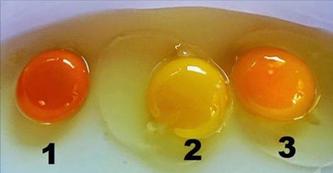 яке з цих яєць знесла здорова курка?