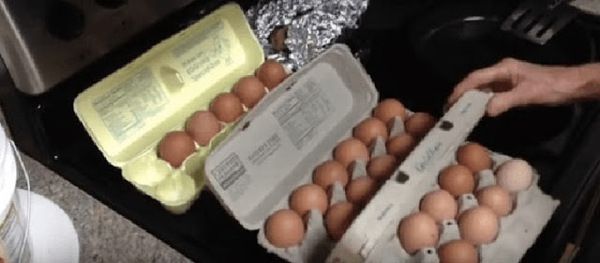 Яке з цих яєць знесла здорова курка?. Я раніше цього не знав!