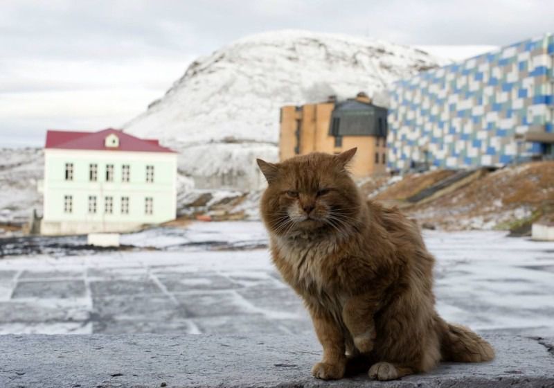 Джеймс Кіт: чому єдиний кіт Шпіцбергена ховається під чужими документами. Життя самотнього кота з Крайньої Півночі.