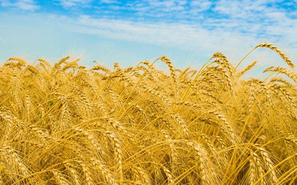 Австралійська зернова корпорація відкрила представництво в Україні. Одна з найбільших зернових корпорацій Австралії GrainCorp відкрила представництво в Україні. Про це повідомляє Reuters.