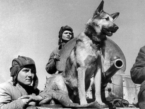 Джульбарс - пес, якого на Параді Перемоги несли на руках.    Напередодні 9 травня ми згадуємо людей, які воювали з фашистами. А я хочу згадати про собак, які воювали нарівні з людьми.