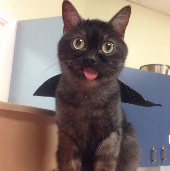 Містер Магу - чарівний і смішний кіт, у якого постійно висунутий язик. 2-річного кота по кличці Містер Магу не можна назвати зовсім звичайним.