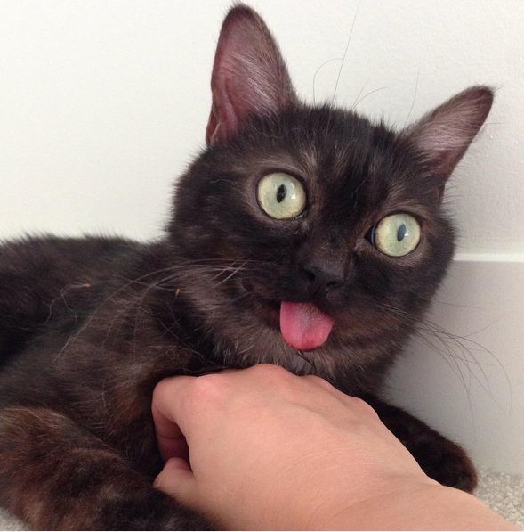 Містер Магу - чарівний і смішний кіт, у якого постійно висунутий язик. 2-річного кота по кличці Містер Магу не можна назвати зовсім звичайним.