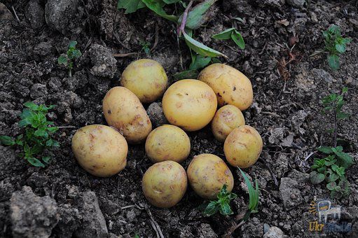 Стало відомо, чому в Україні не вигідно вирощувати картоплю. Сьогодні фермери, які вирощують картоплю, фактично кинуті напризволяще.