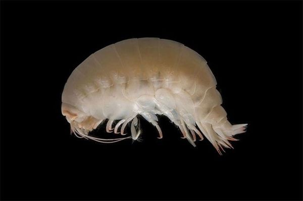 Вчені досліджували океан на глибині 4000 м, ось найдивніші тварини, яких вони знайшли. Як добре, що всі вони живуть дуже глибоко.