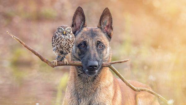 Думали, пес і сова не можуть дружити? А ось і ні! Подивіться на ці милі фото!. Таня Брандт — німецький фотограф, який робить знімки тварин в незвичайних ракурсах.