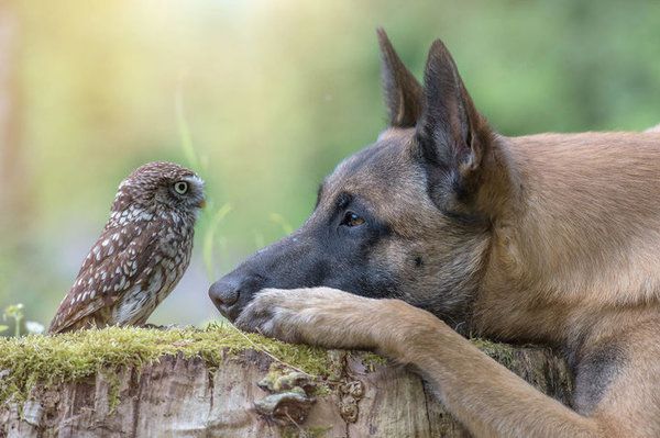 Думали, пес і сова не можуть дружити? А ось і ні! Подивіться на ці милі фото!. Таня Брандт — німецький фотограф, який робить знімки тварин в незвичайних ракурсах.