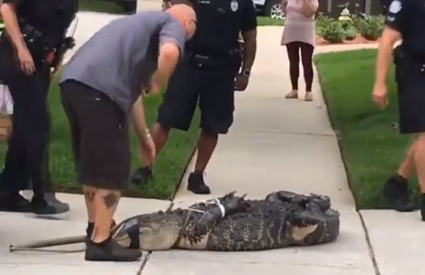 Відпусти мене, начальник. У Флориді поліцейські пов'язали алігатора і почали його дражнити. Дарма. Поліція зловила алігатора, але він зміг задати їм жару. Не треба було дражнити.