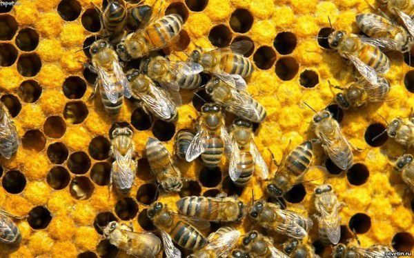 Із звичайних бджіл зробили вбивць. Ін'єкція в мозок бджіл робить їх агресивними.