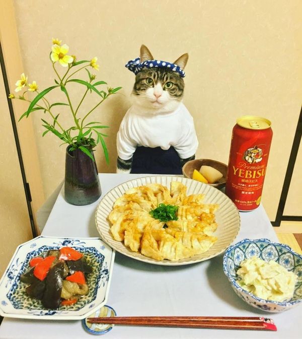 Японка кожен день наряджає свого кота до вечері, і це настільки ж дивно, наскільки мило. Ви все ще вважаєте себе дивним?