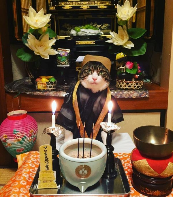 Японка кожен день наряджає свого кота до вечері, і це настільки ж дивно, наскільки мило. Ви все ще вважаєте себе дивним?