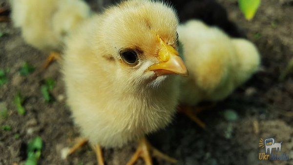 Грузинське селище піддалося навалі курчат. Пташенята вилупилися з викинутих на смітник яєць.